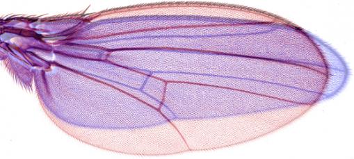 Fig. 2. Overlay of an adult wing from a narrow mutant (purple) and a wild-type (red).